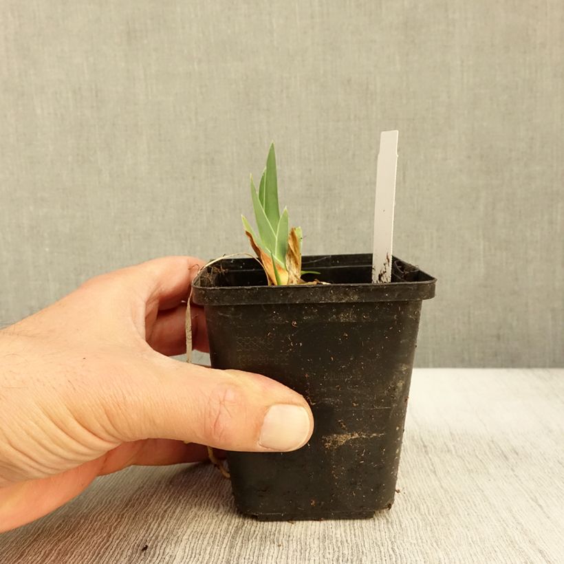 Ejemplar de Iris germanica Gérard Brière Maceta de 8/9 cm entregado en otoño