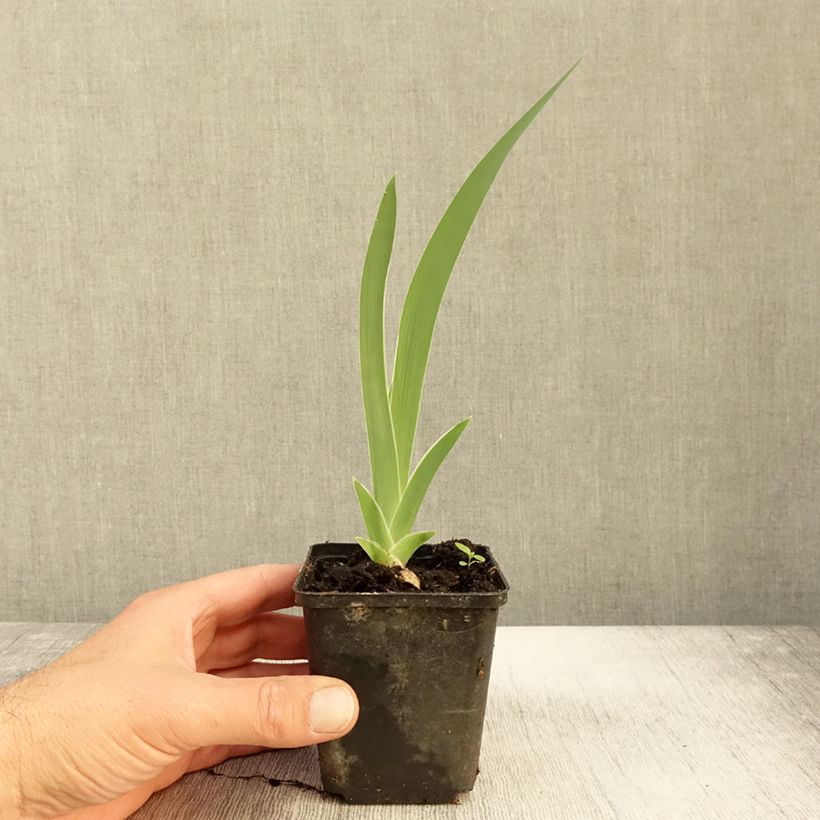 Ejemplar de Iris germanica Golden Immortal Maceta de 8/9 cm entregado en otoño
