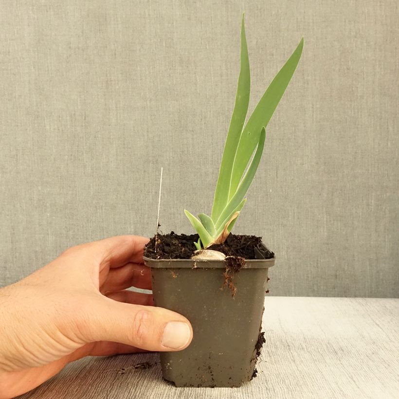 Ejemplar de Iris germanica Grand Canari Maceta de 8/9 cm entregado en otoño