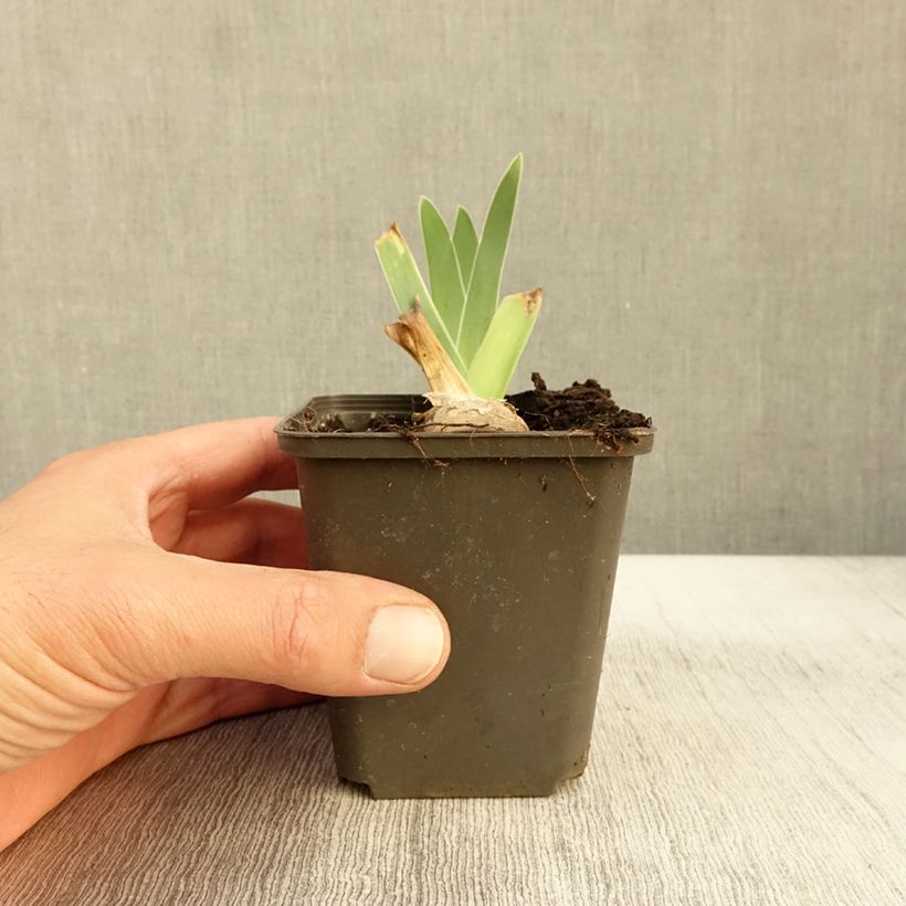 Ejemplar de Iris germanica Guatemala Maceta de 8/9 cm entregado en otoño