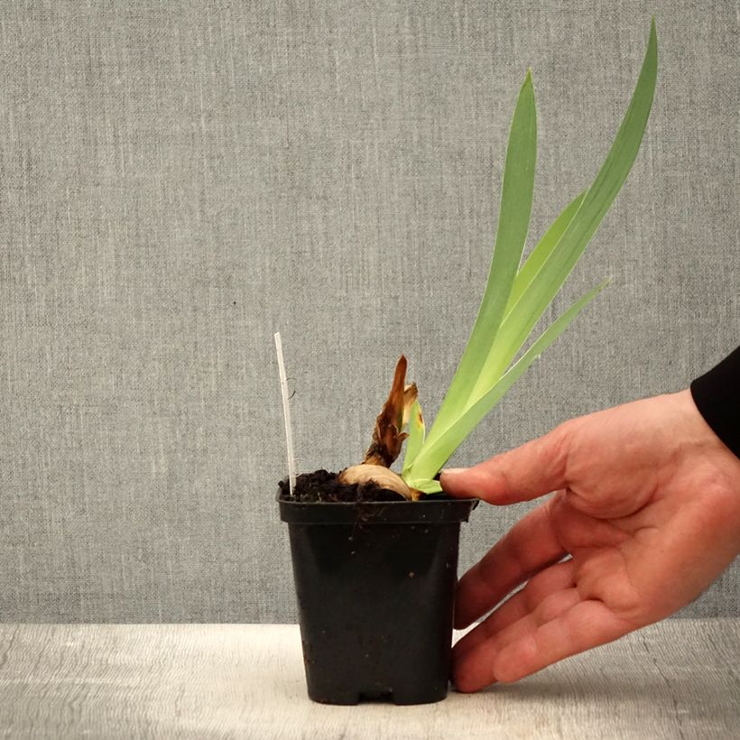 Iris germanica Haut les Voiles - Iris des Jardins - Rhizome ou godet Ejemplar entregado en la primavera