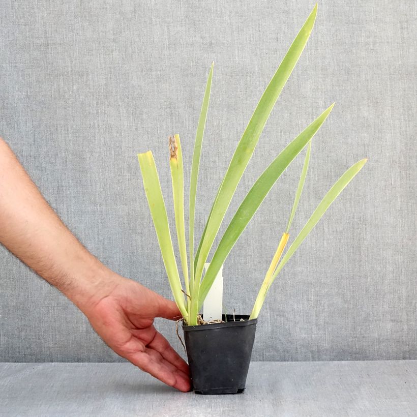 Ejemplar de Iris germanica Hello Darling Maceta de 8/9 cm entregado en verano