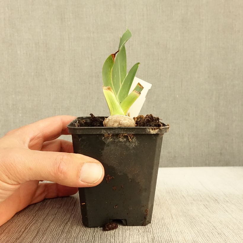 Ejemplar de Iris germanica High Stakes Maceta de 8/9 cm entregado en otoño