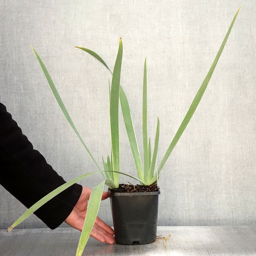 Ejemplar de Iris germanica Immortality Maceta 1,5L/2L entregado en otoño