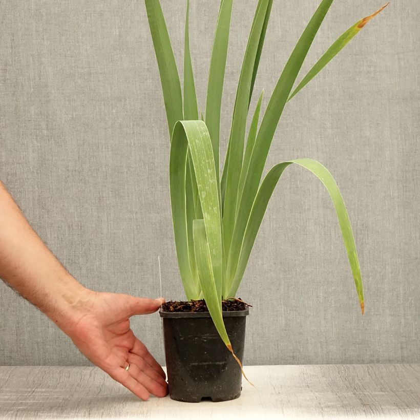 Ejemplar de Iris germanica Immortality - Iris des Jardins - Pot de 1,5L/2L entregado en verano