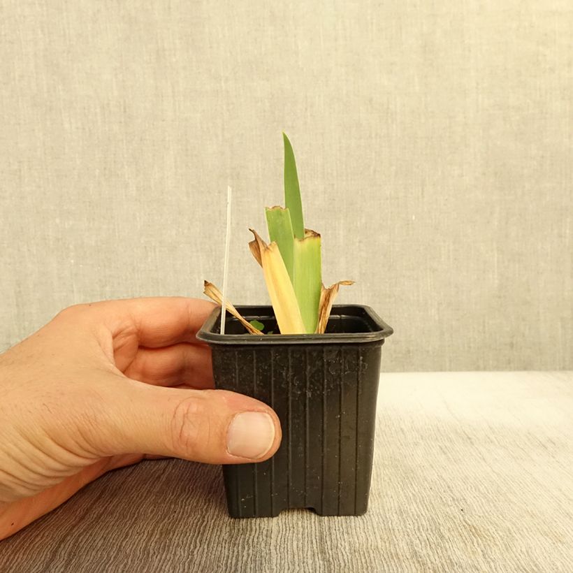 Ejemplar de Iris germanica Inferno Maceta de 8/9 cm entregado en otoño