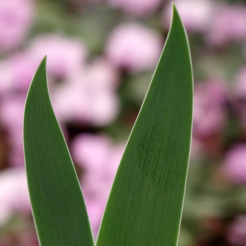Iris germanica Inferno (Follaje)