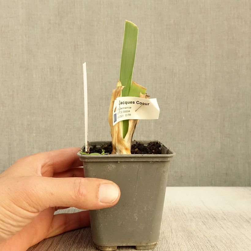 Ejemplar de Iris germanica Jacques Cœur Maceta de 8/9 cm entregado en otoño