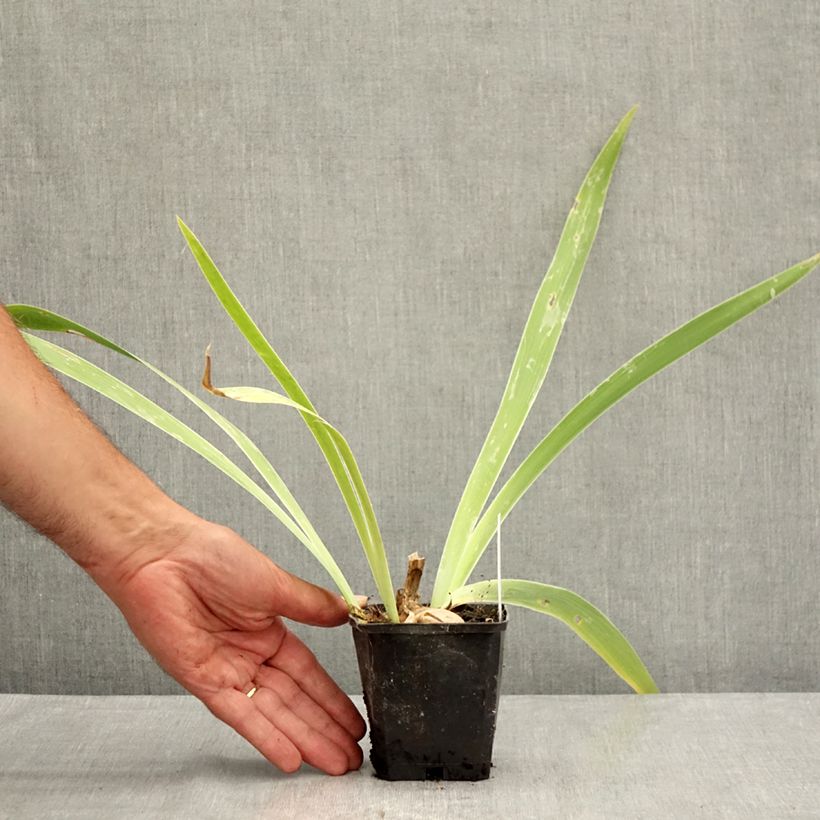 Ejemplar de Iris germanica Je Vole Maceta de 8/9 cm entregado en verano