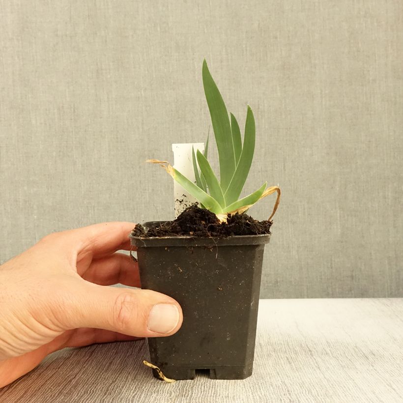 Ejemplar de Iris germanica Jus de Pomme Maceta de 8/9 cm entregado en otoño