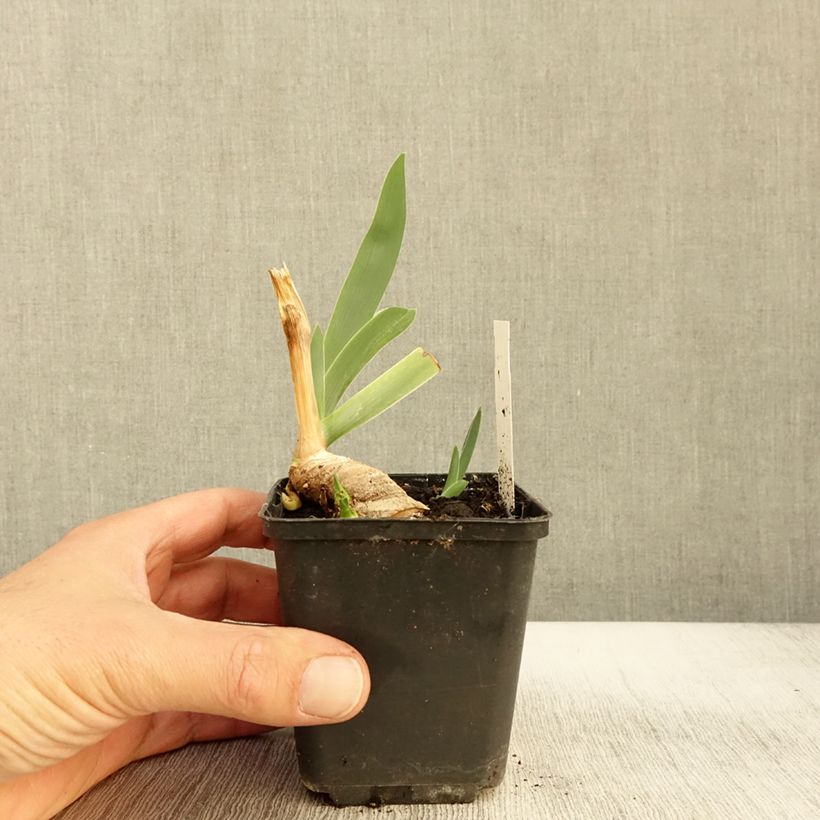 Ejemplar de Iris germanica Lark Ascending Maceta de 8/9 cm entregado en otoño