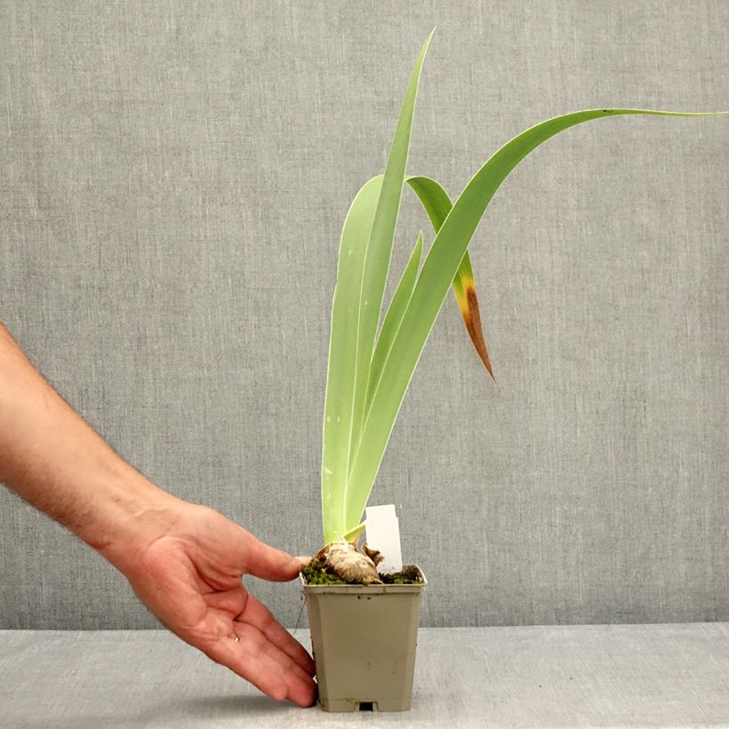 Ejemplar de Iris germanica Leonin Maceta de 8/9 cm entregado en verano