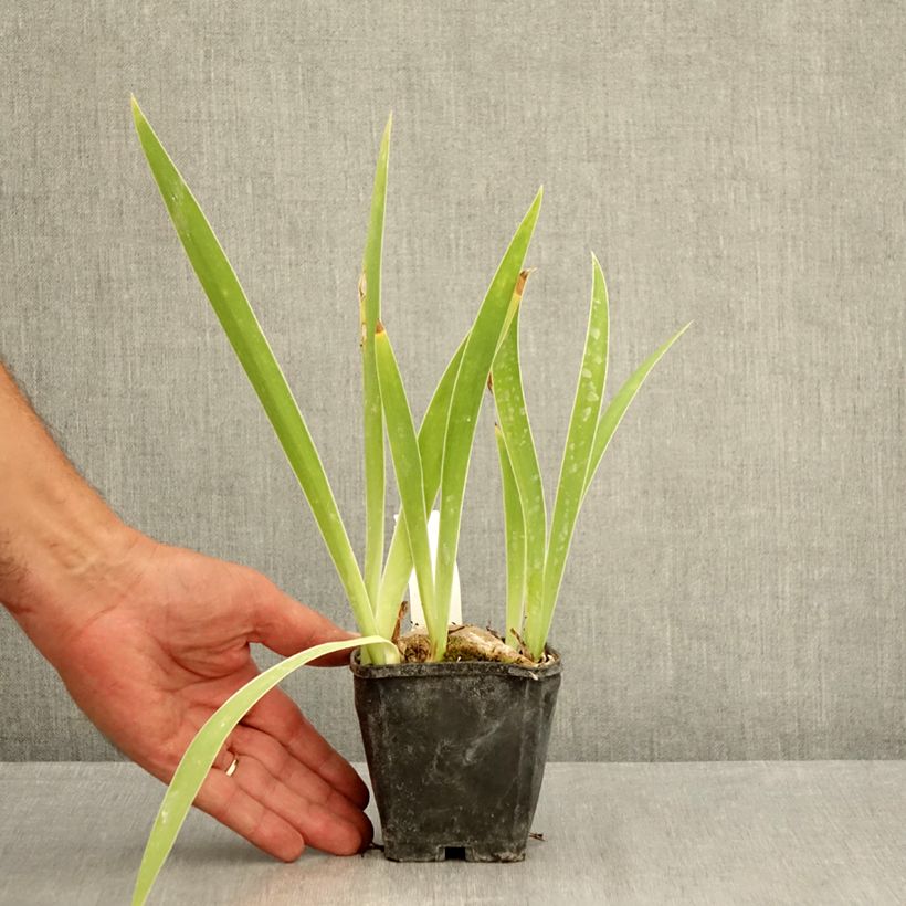 Ejemplar de Iris germanica Lune et Soleil Maceta de 8/9 cm entregado en verano