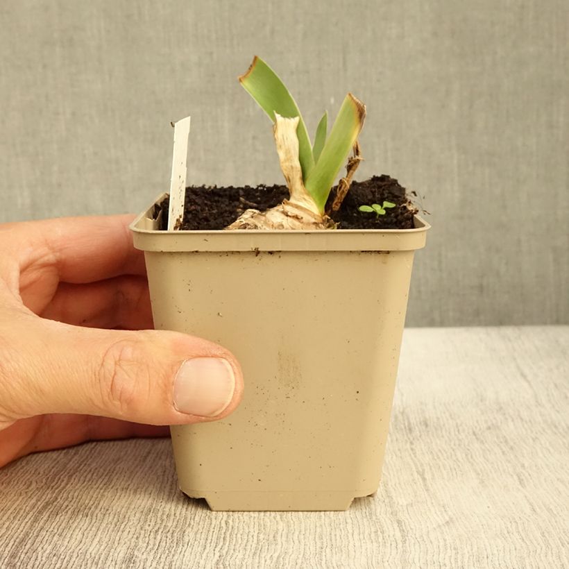 Ejemplar de Iris germanica Ma Mie Maceta de 8/9 cm entregado en otoño