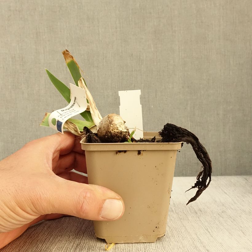 Ejemplar de Iris germanica Magnétisme Maceta de 8/9 cm entregado en otoño