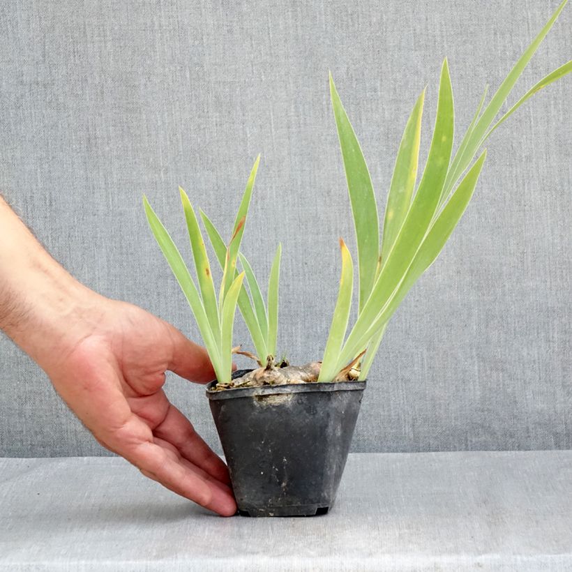 Ejemplar de Iris germanica Marron Chaud Maceta de 8/9 cm entregado en verano
