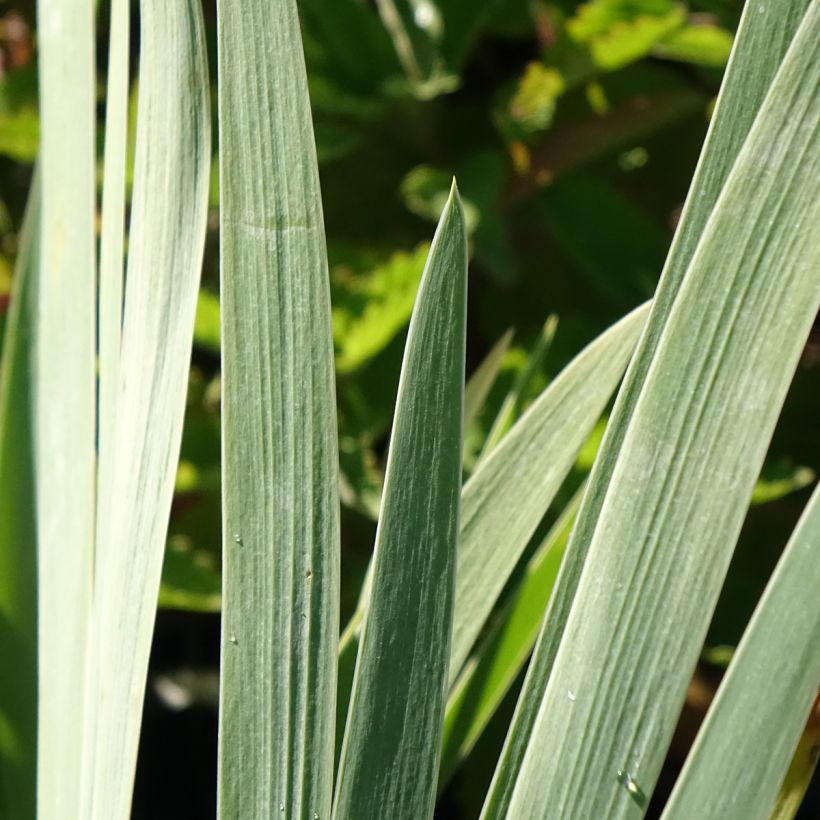 Iris germanica Marron Chaud (Follaje)