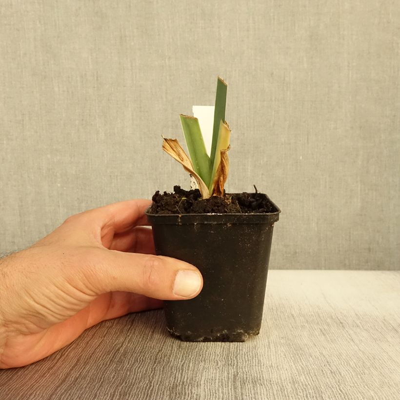 Ejemplar de Iris germanica Marron Chaud Maceta de 8/9 cm entregado en otoño