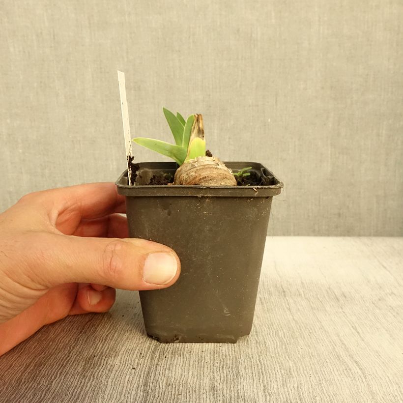Ejemplar de Iris germanica Master Plan Maceta de 8/9 cm entregado en otoño