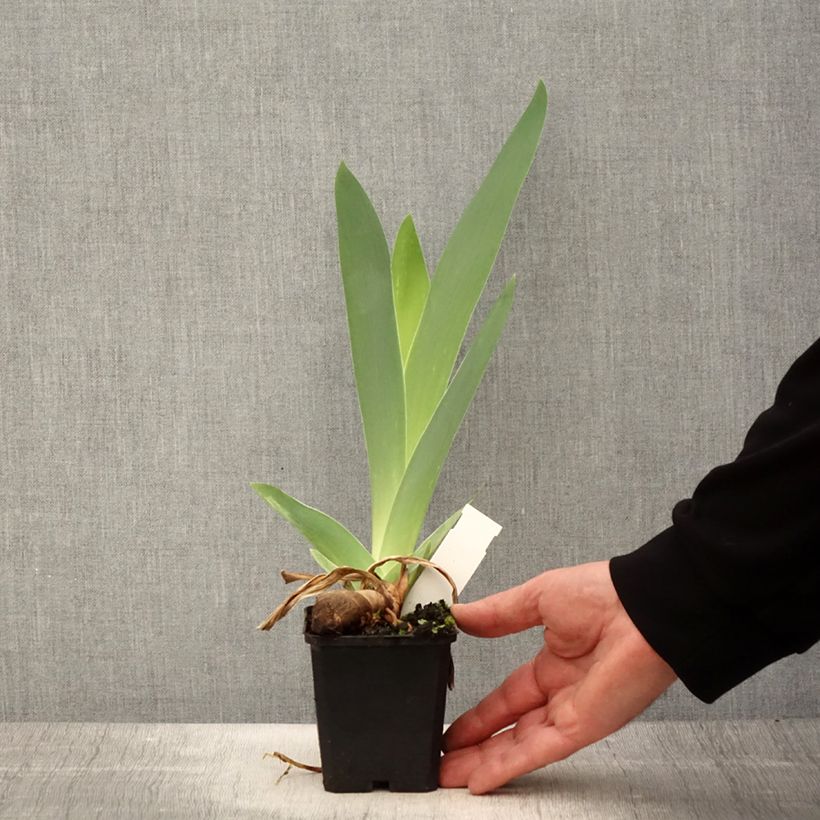 Iris germanica Mer du Sud Maceta de 8/9 cm Ejemplar entregado en la primavera