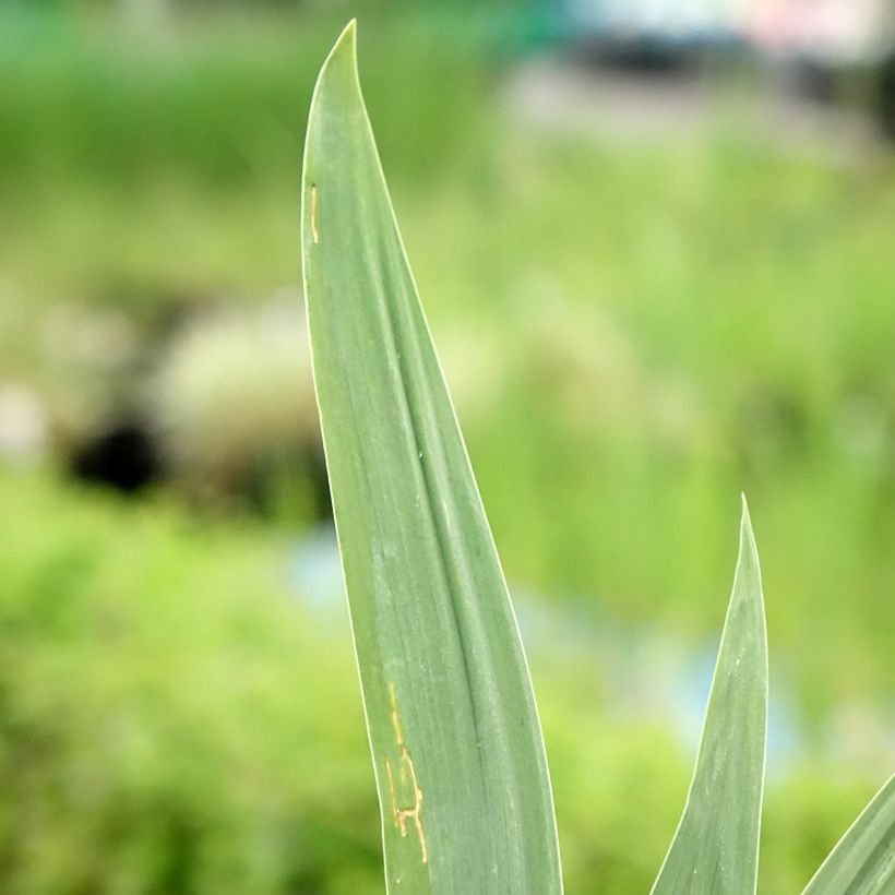 Iris germanica Night Edition (Follaje)