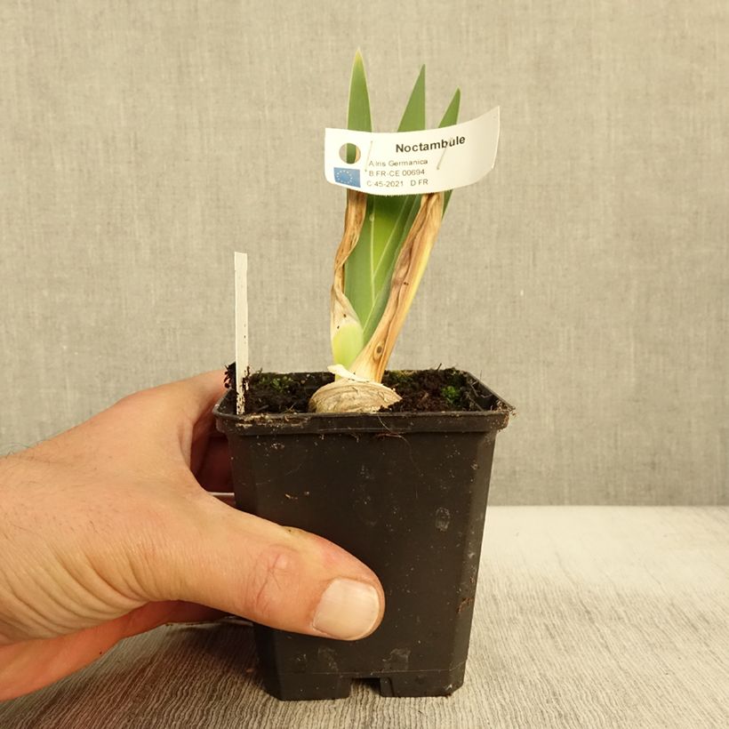 Ejemplar de Iris germanica Noctambule Maceta de 8/9 cm entregado en otoño
