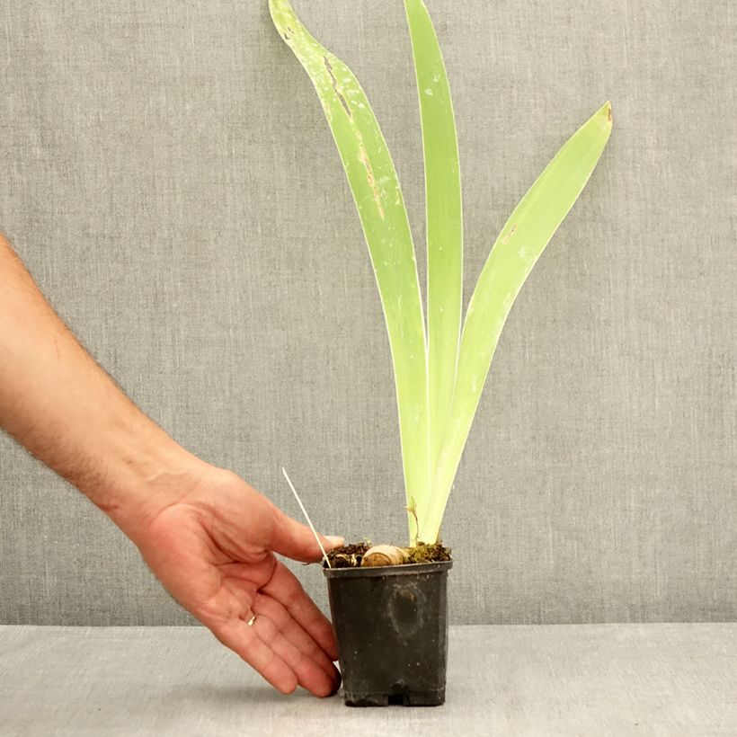Ejemplar de Iris germanica Oh! Susannah Maceta de 8/9 cm entregado en verano