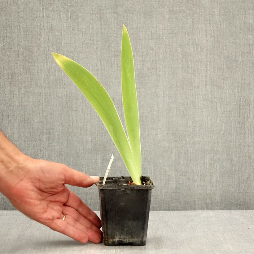 Ejemplar de Iris germanica Pastel Printanier Maceta de 8/9 cm entregado en verano