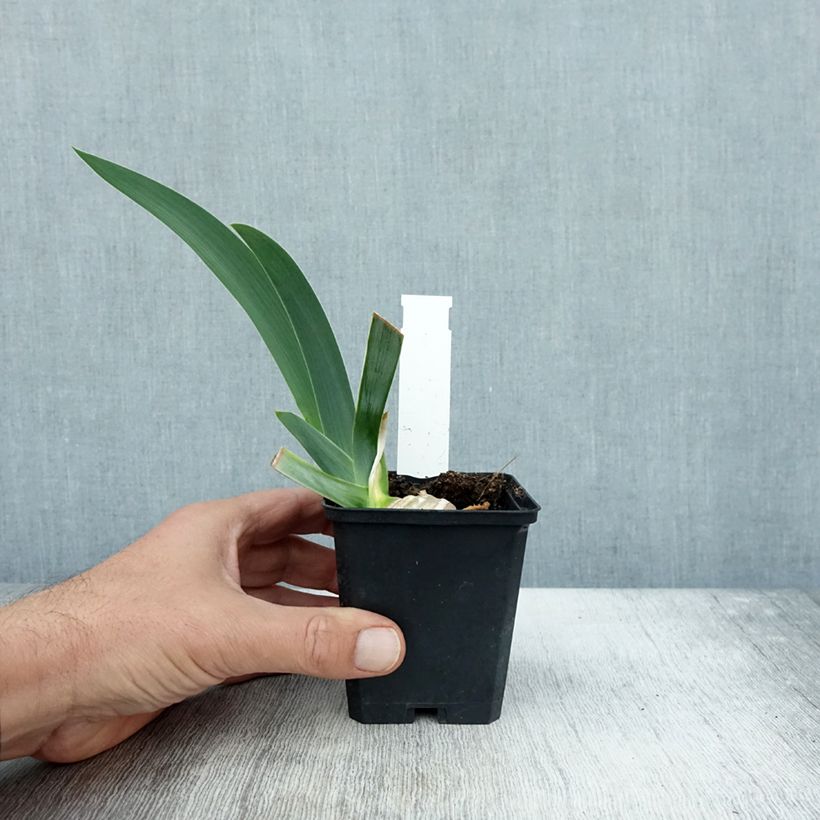 Ejemplar de Iris germanica Pastel Printanier Maceta de 8/9 cm entregado en otoño