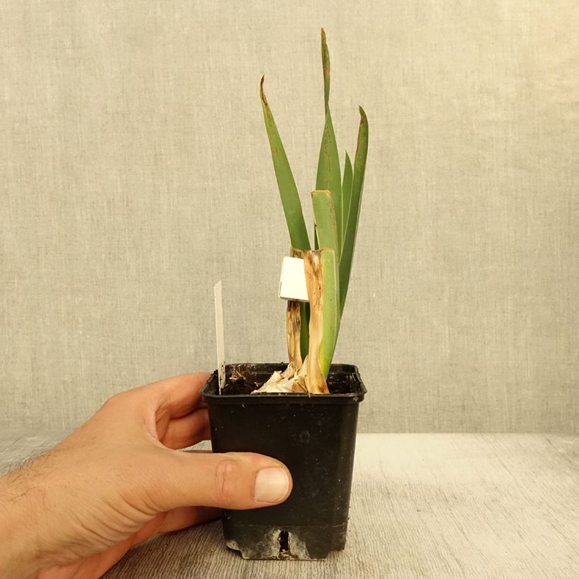 Ejemplar de Iris germanica Plaisantin Maceta de 8/9 cm entregado en otoño