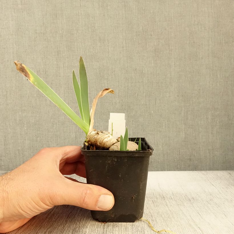 Ejemplar de Iris germanica Princesse Caroline de Monaco Maceta de 8/9 cm entregado en otoño