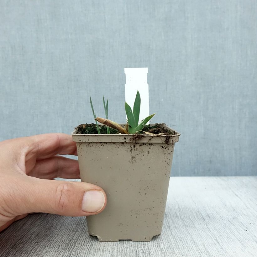 Ejemplar de Iris germanica Profond Mystère Maceta de 8/9 cm entregado en otoño