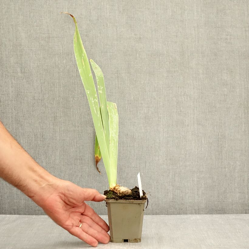 Ejemplar de Iris germanica Profond Soupir Maceta de 8/9 cm entregado en verano