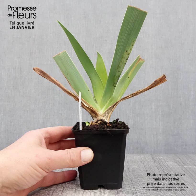 Iris germanica Qualified Maceta de 8/9 cm Ejemplar entregado en invierno