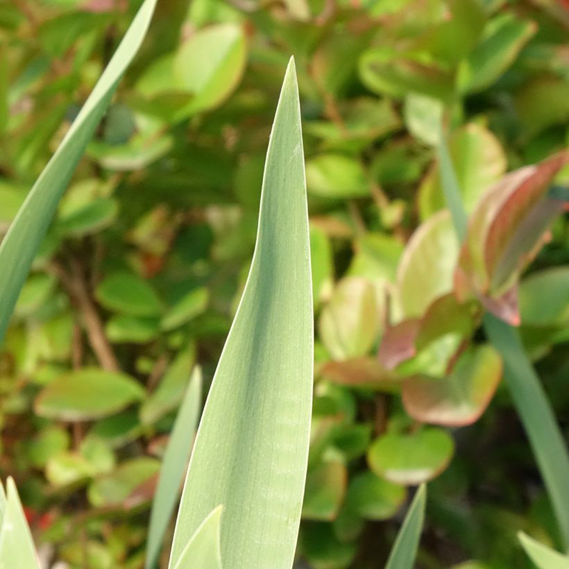Iris germanica Red Orchid (Follaje)