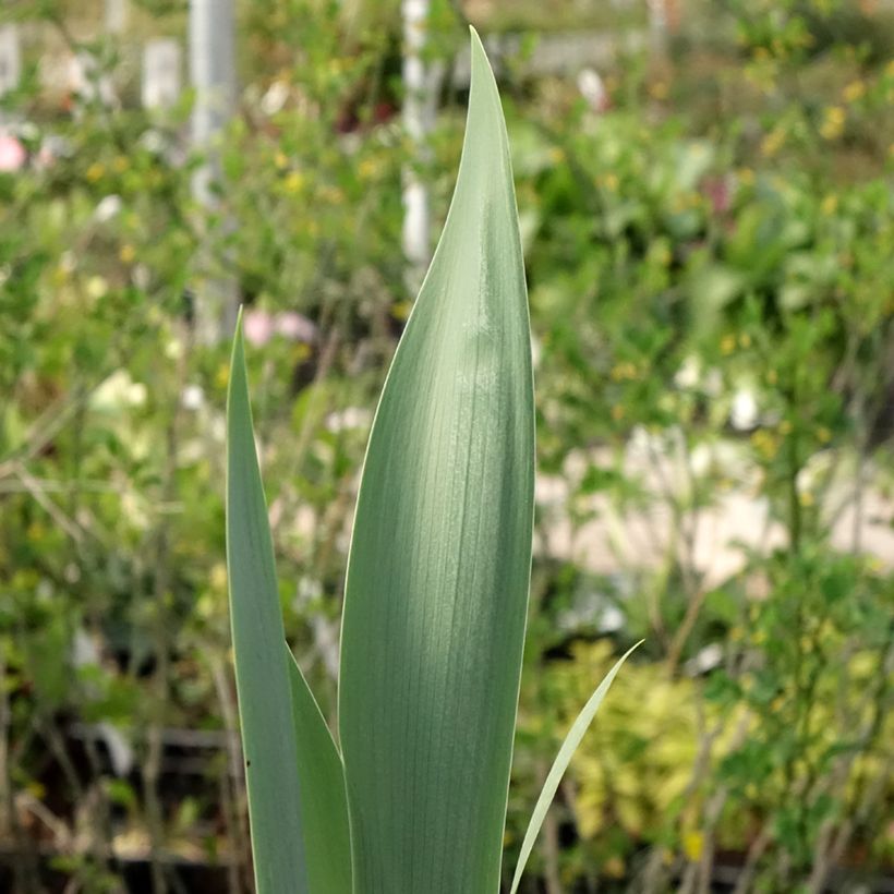 Iris germanica Red Orchid (Follaje)