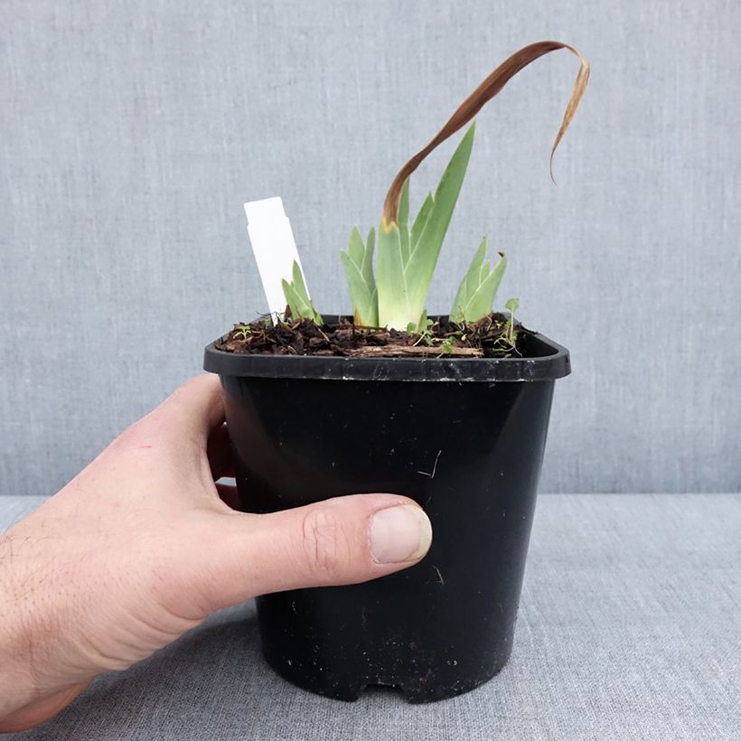 Iris germanica Red Orchid Maceta 1,5L/2L Ejemplar entregado en invierno