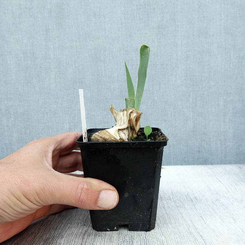 Ejemplar de Iris germanica Red Orchid Maceta de 8/9 cm entregado en otoño