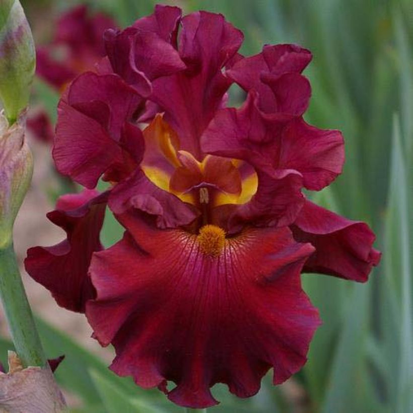 Iris germanica Rip City (Floración)