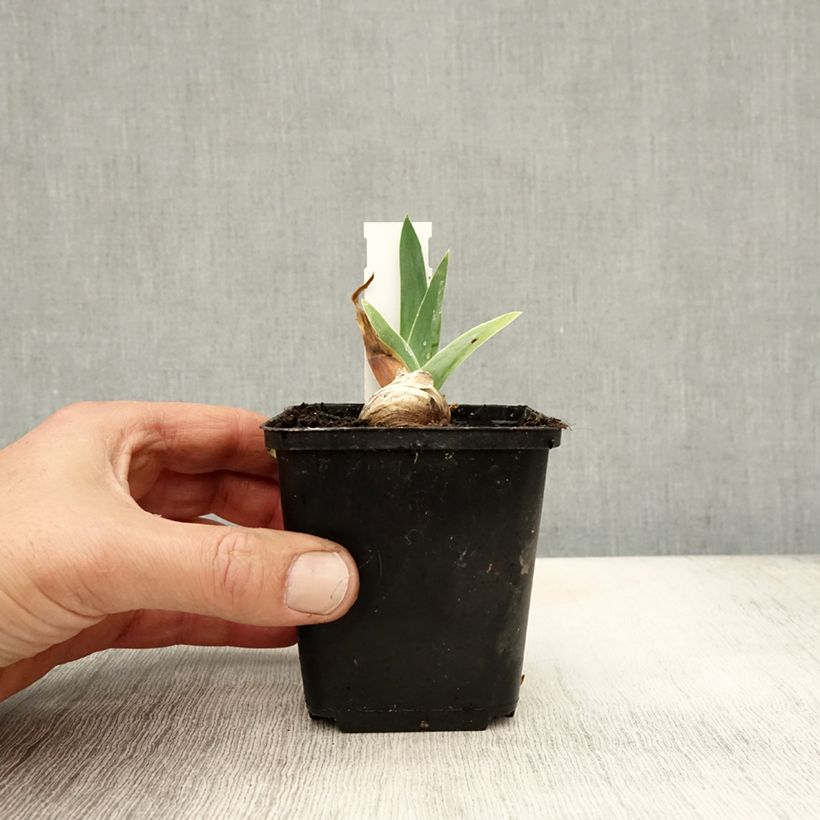Ejemplar de Iris germanica Robe du soir Maceta de 8/9 cm entregado en otoño
