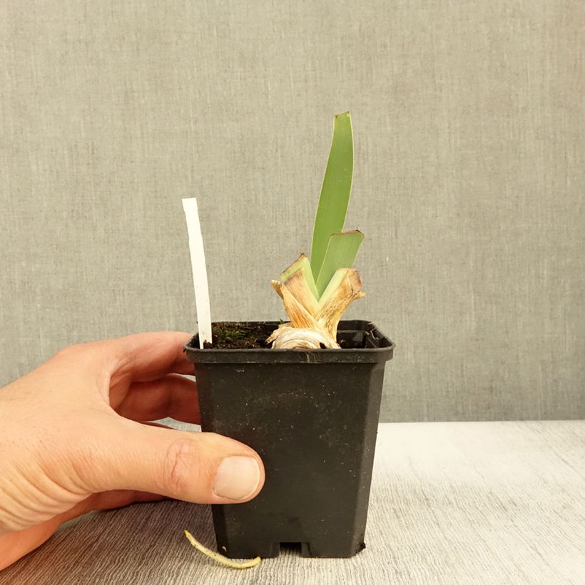 Ejemplar de Iris germanica Rosalie Figge Maceta de 8/9 cm entregado en otoño