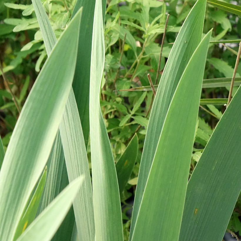 Iris germanica Rouge de Plaisir (Follaje)