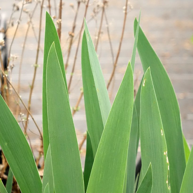 Iris germanica Rouge de Plaisir (Follaje)