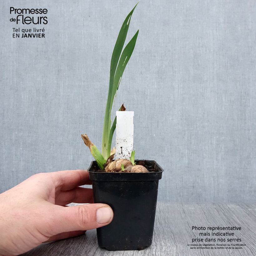 Iris germanica Rouge de Plaisir Rizoma, calibre 10/15, calidad extra Ejemplar entregado en invierno