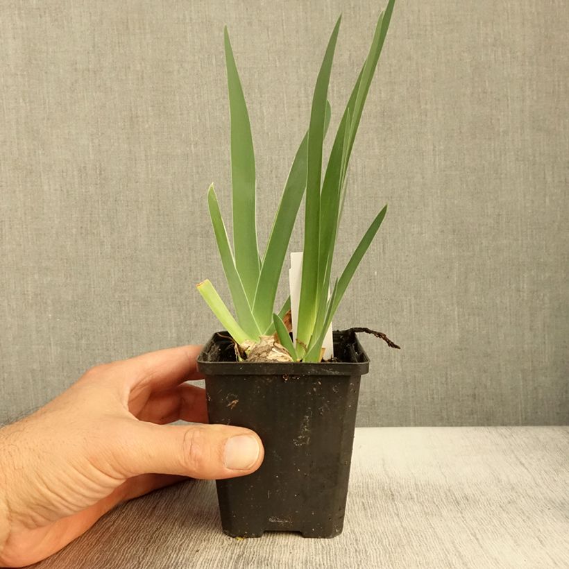 Ejemplar de Iris germanica Sharper Image Maceta de 8/9 cm entregado en otoño