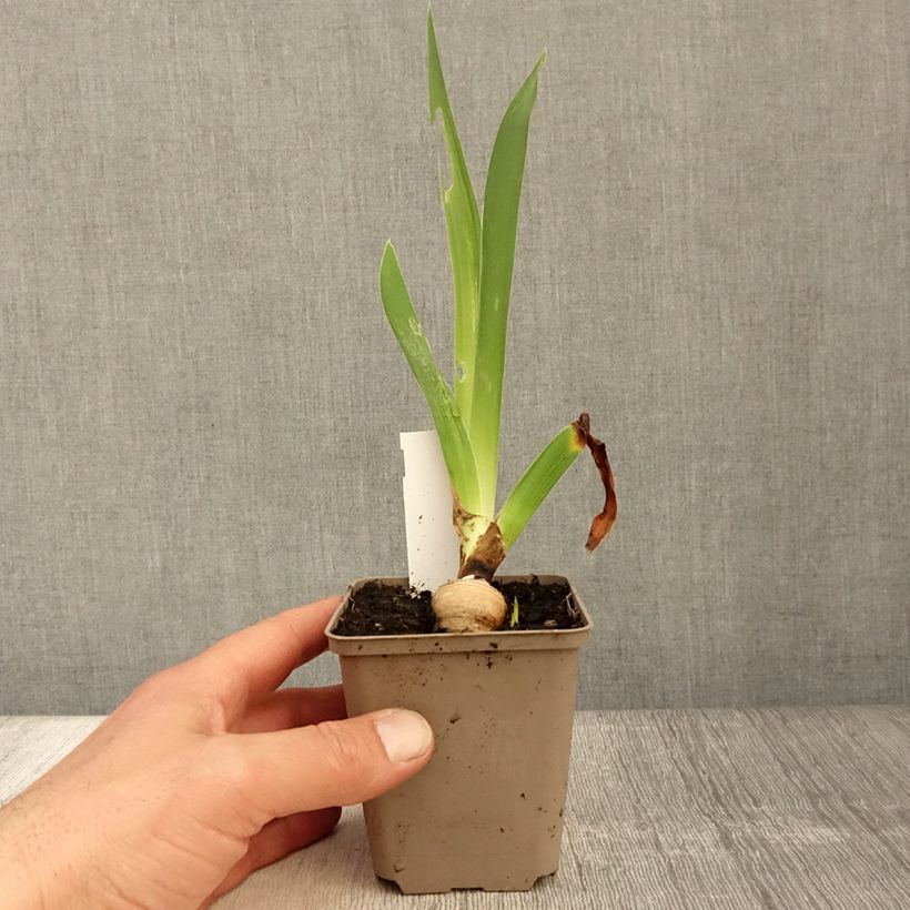 Iris germanica Sharper Image- Iris des Jardins - Rhizome ou godet Ejemplar entregado en la primavera