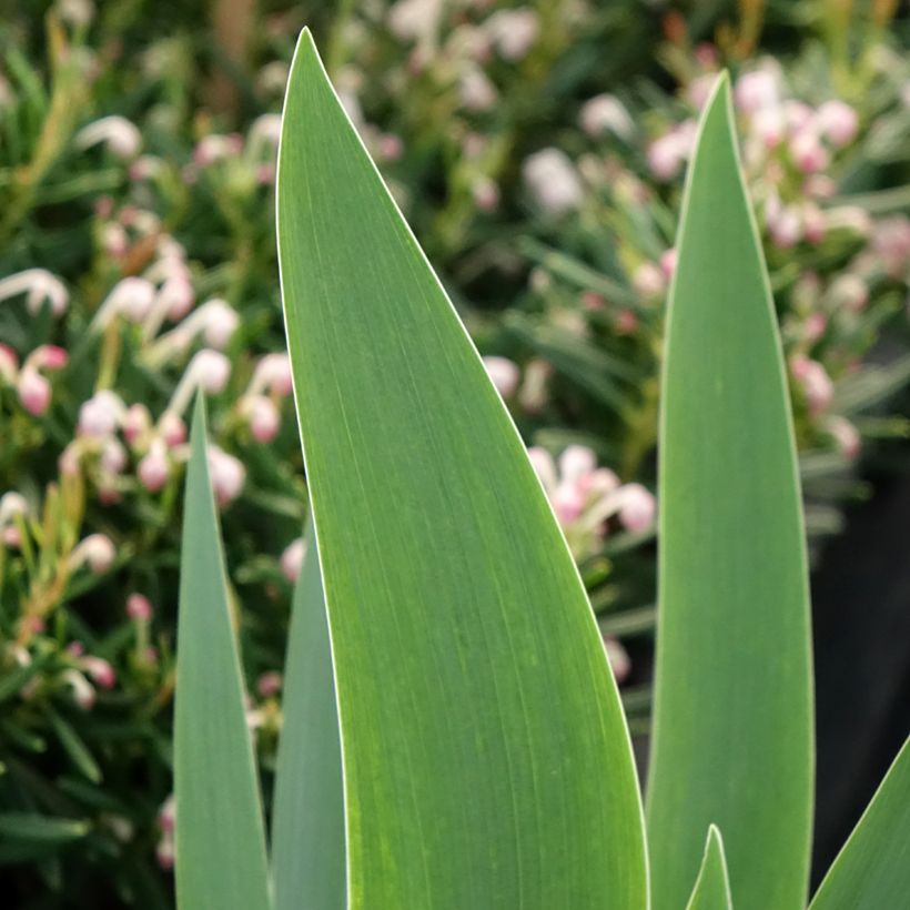 Iris germanica Siva Siva (Follaje)
