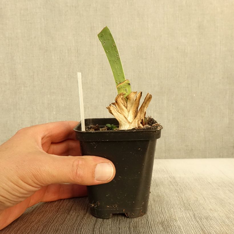 Ejemplar de Iris germanica Siva Siva Maceta de 8/9 cm entregado en otoño