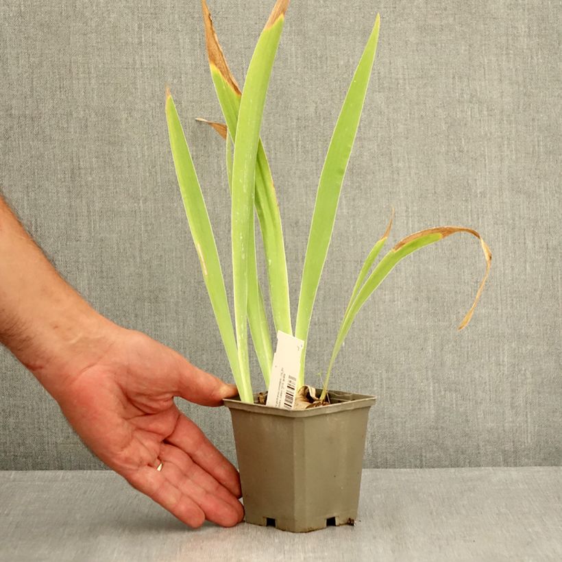 Ejemplar de Iris germanica Sorcellerie Maceta de 8/9 cm entregado en verano