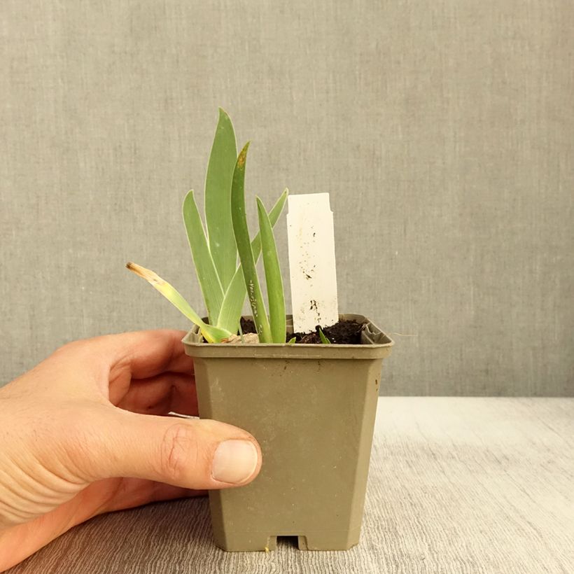 Ejemplar de Iris germanica Sorcellerie Maceta de 8/9 cm entregado en otoño